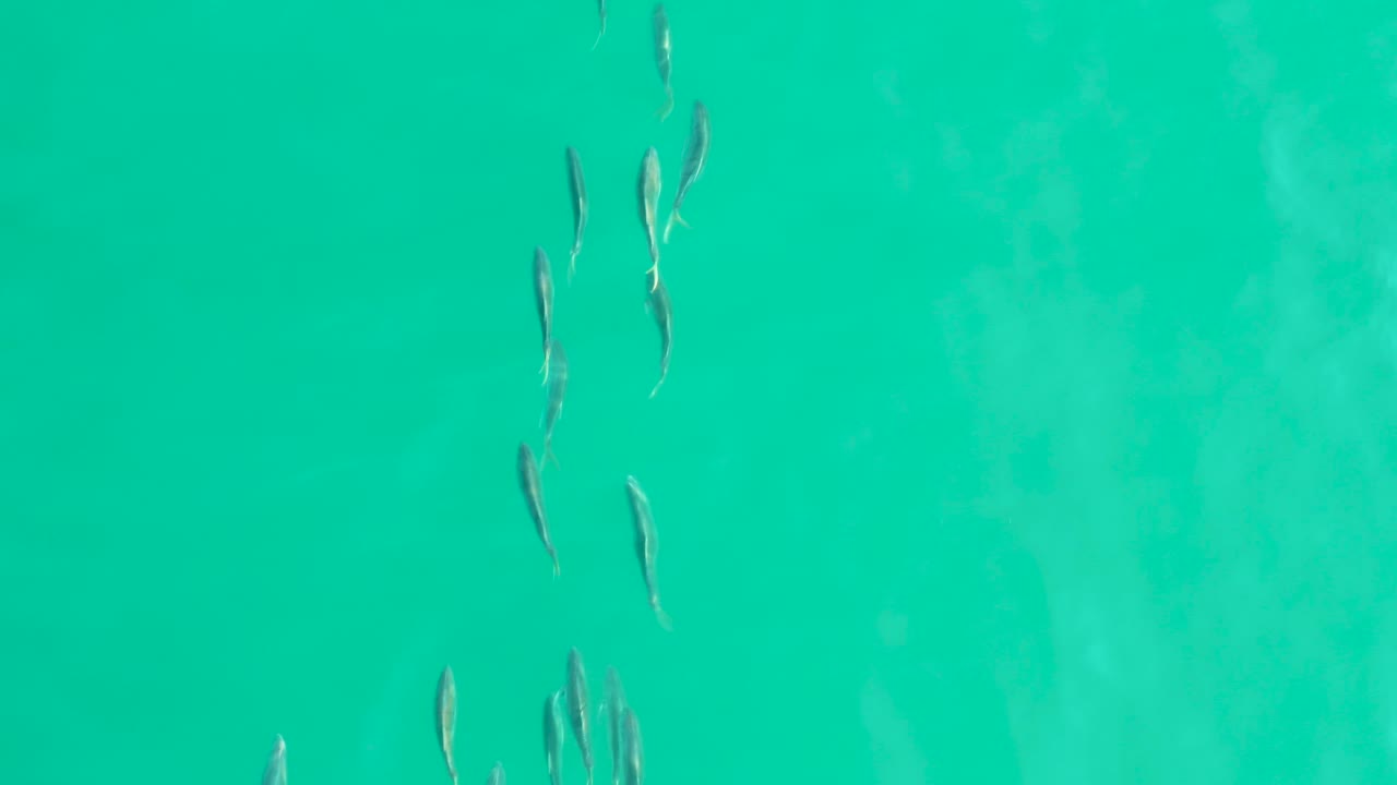 Small fish are scattered across clear turquoise water at Los Frailes, Baja California Sur, with pale underwater texture and no visible people.