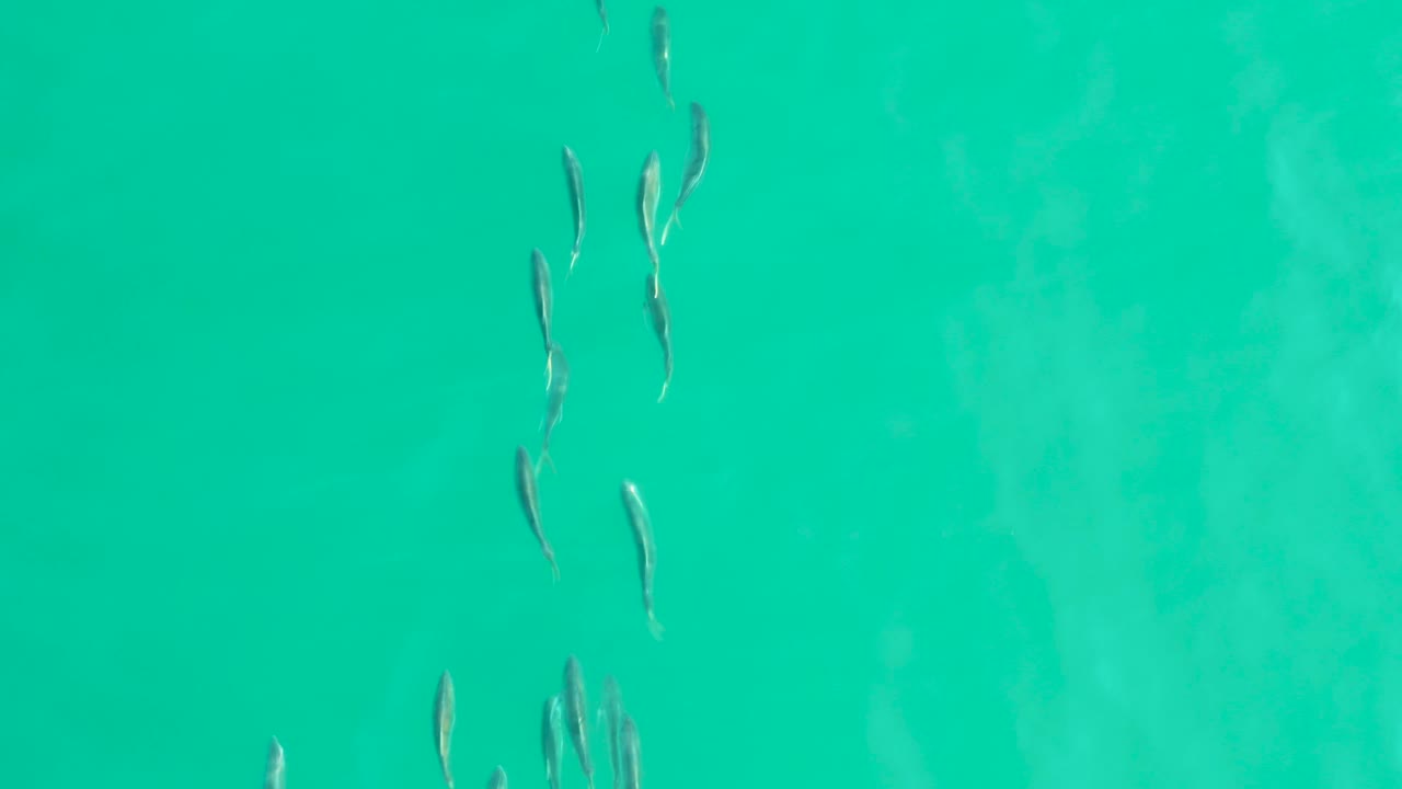 A loose school of small fish appears higher in the frame over clear teal water at Los Frailes, Baja California Sur, with no visible people.