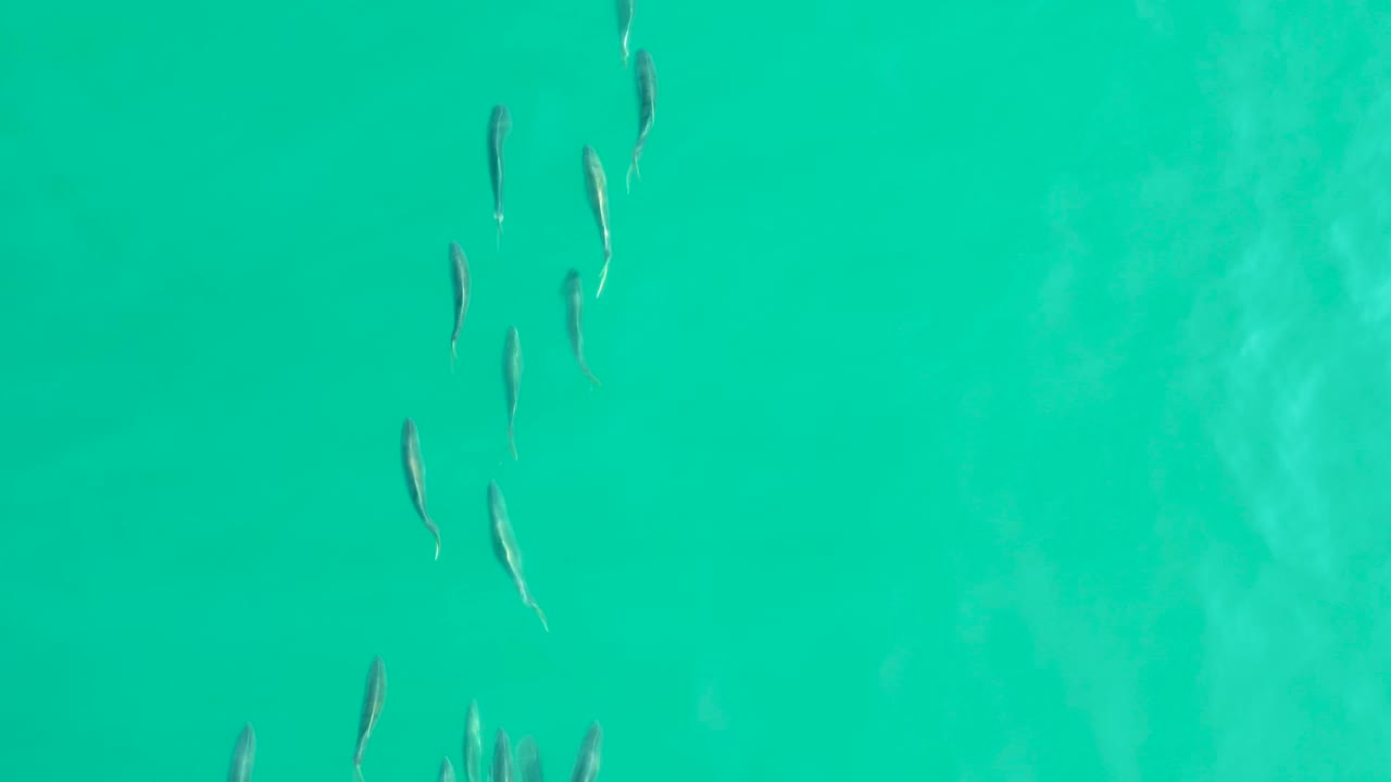 Small fish gather in several loose clusters near the upper part of the turquoise water frame at Los Frailes, Baja California Sur, with no visible people.