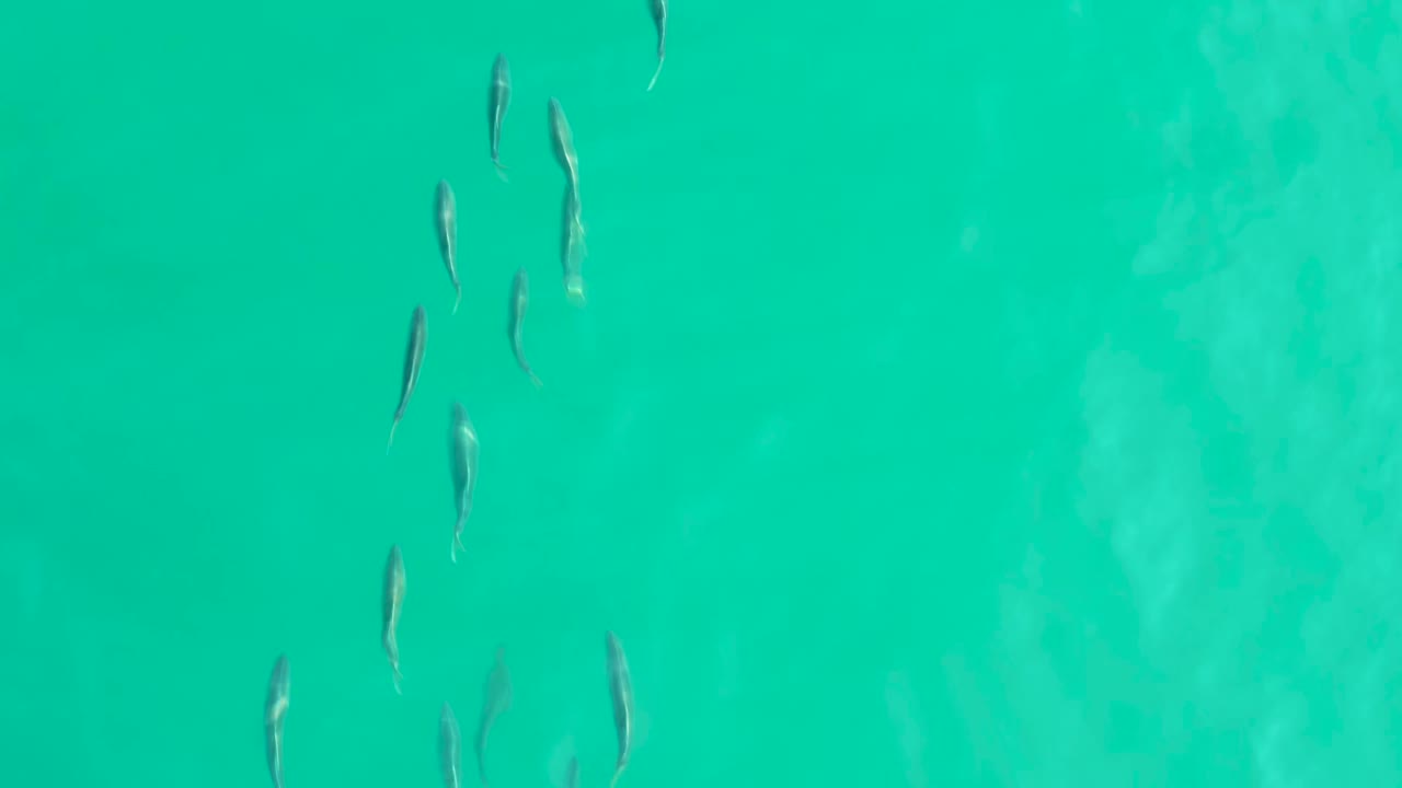Fish school drifting through clear green-blue water.