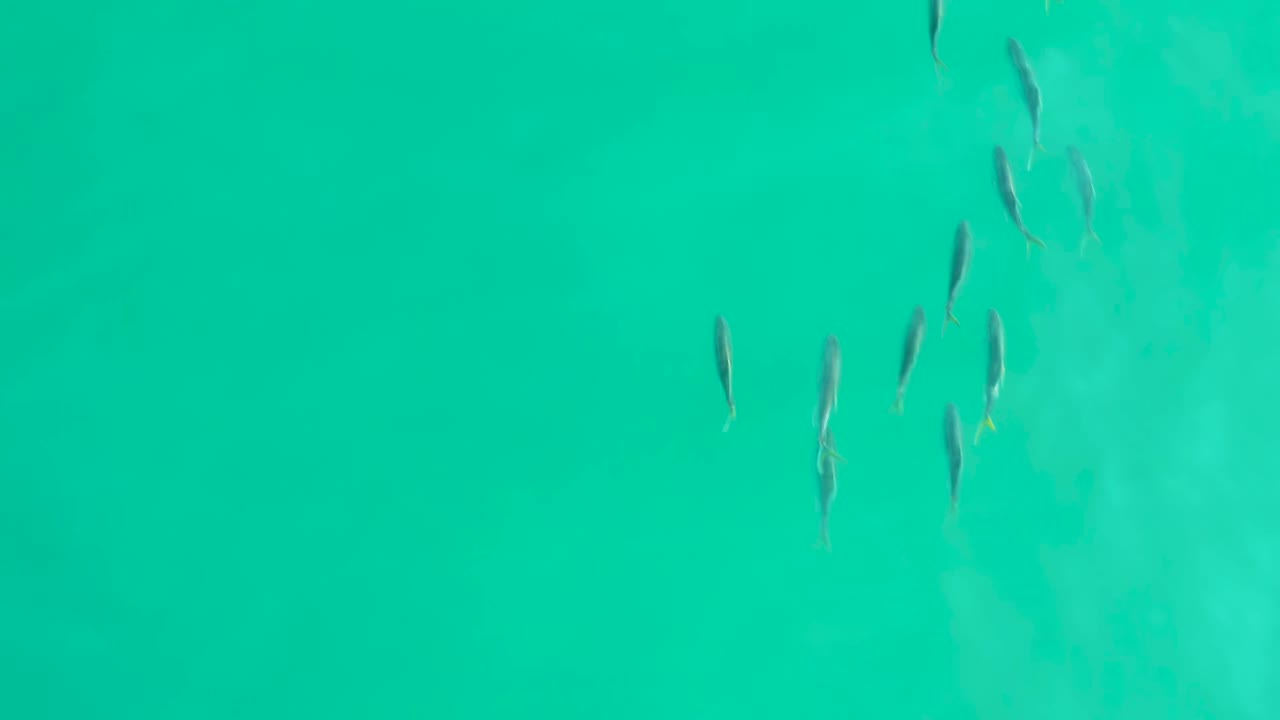At 0:00, several small fish are spaced across clear turquoise water near Los Frailes, Baja California Sur, with pale sandy clouding beneath and no visible people.