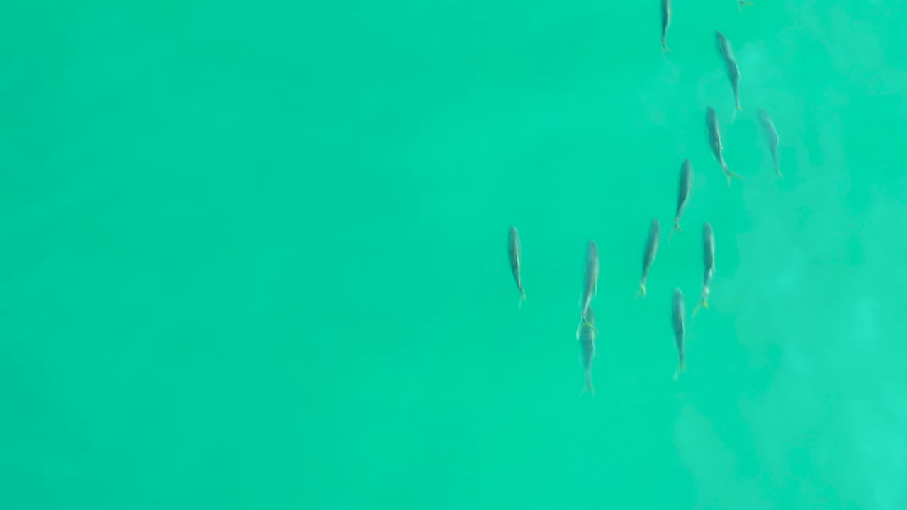 At 0:01, a loose school of small fish sits higher in the overhead frame over teal water, with faint lighter patches under the surface and no visible people.