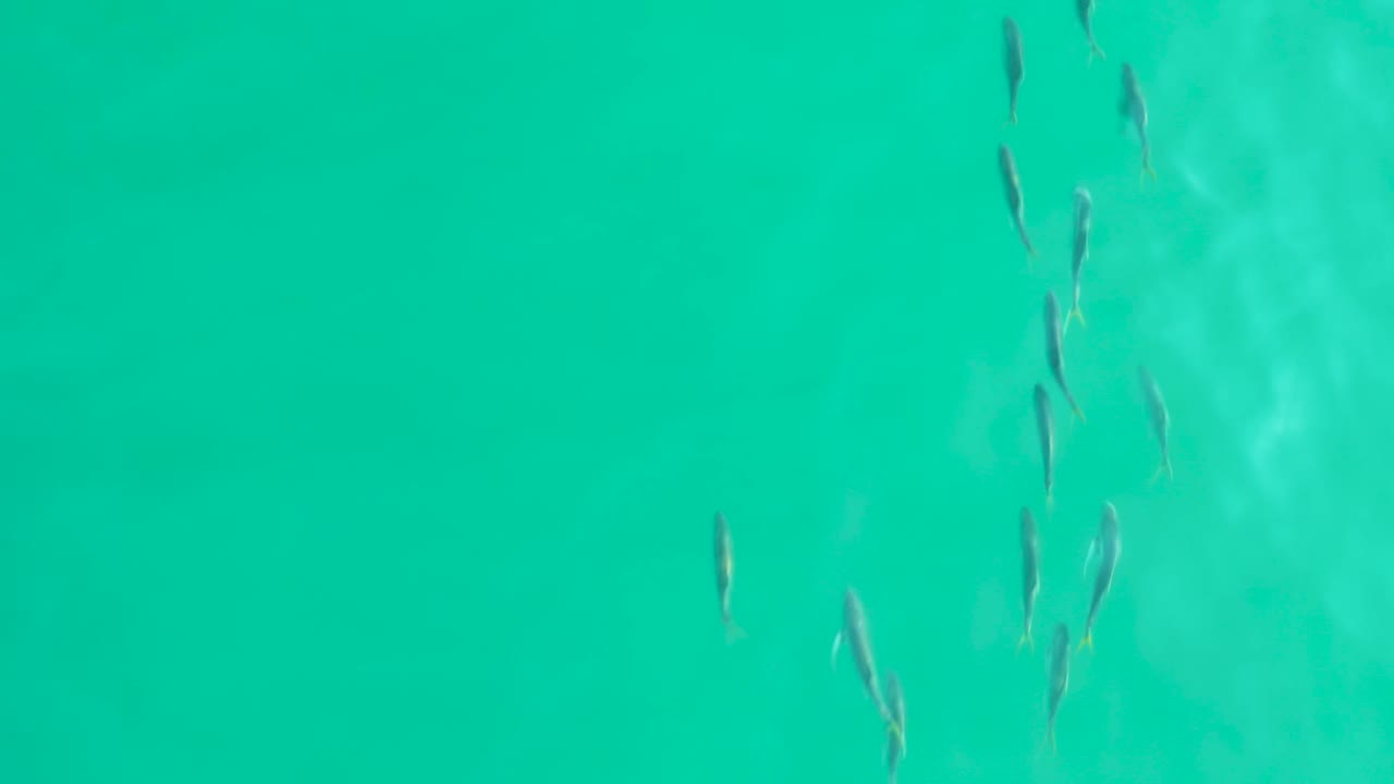 At 0:02, small fish gather toward the right side of the clear turquoise water frame near Los Frailes, with open teal space around them and no visible people.