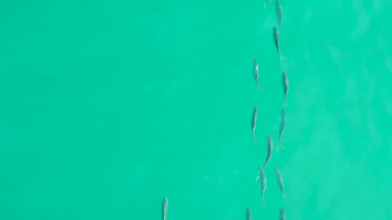 Small fish passing through open teal water