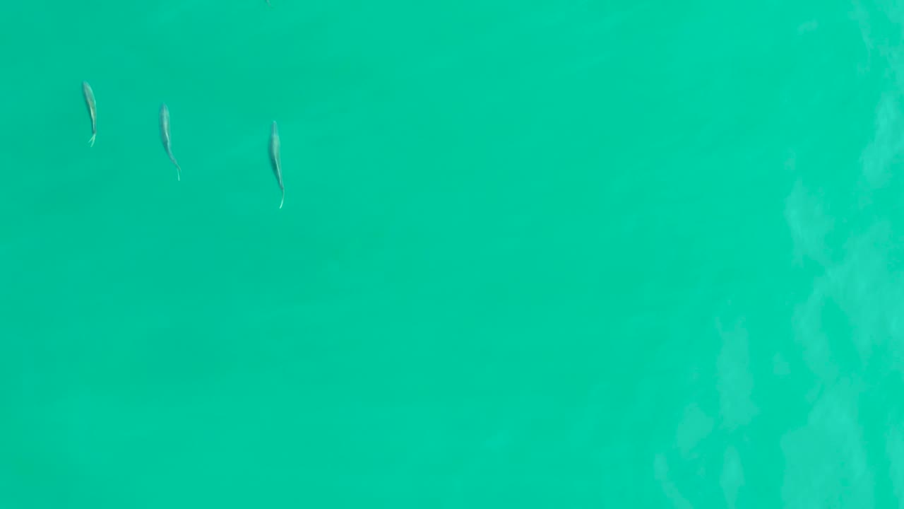 At Los Frailes, Baja California Sur, several small fish appear near the top edge of clear turquoise water with soft pale underwater texture and no visible people.