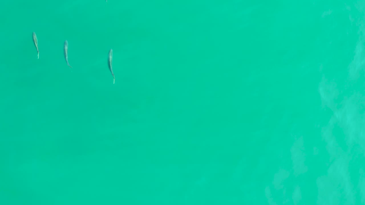A few small fish crossing clear turquoise water.