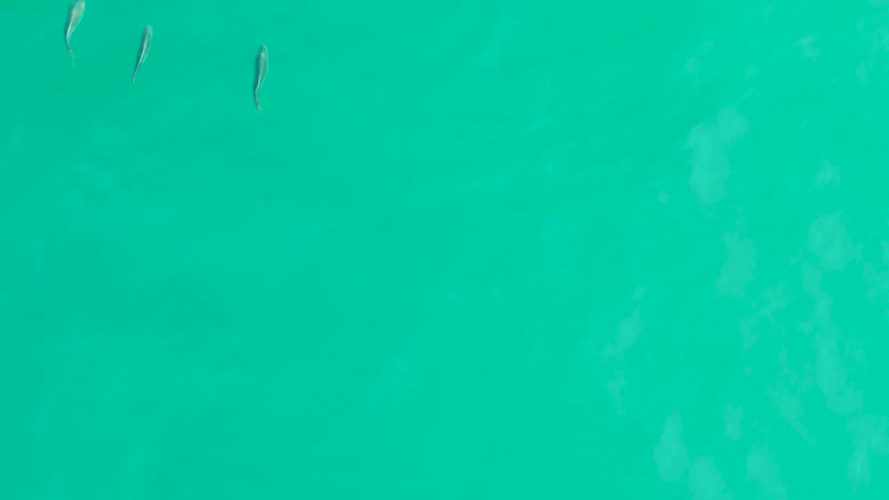 Small fish sit near the upper edge of bright turquoise water at Los Frailes, with faint underwater tonal variation and no visible people.