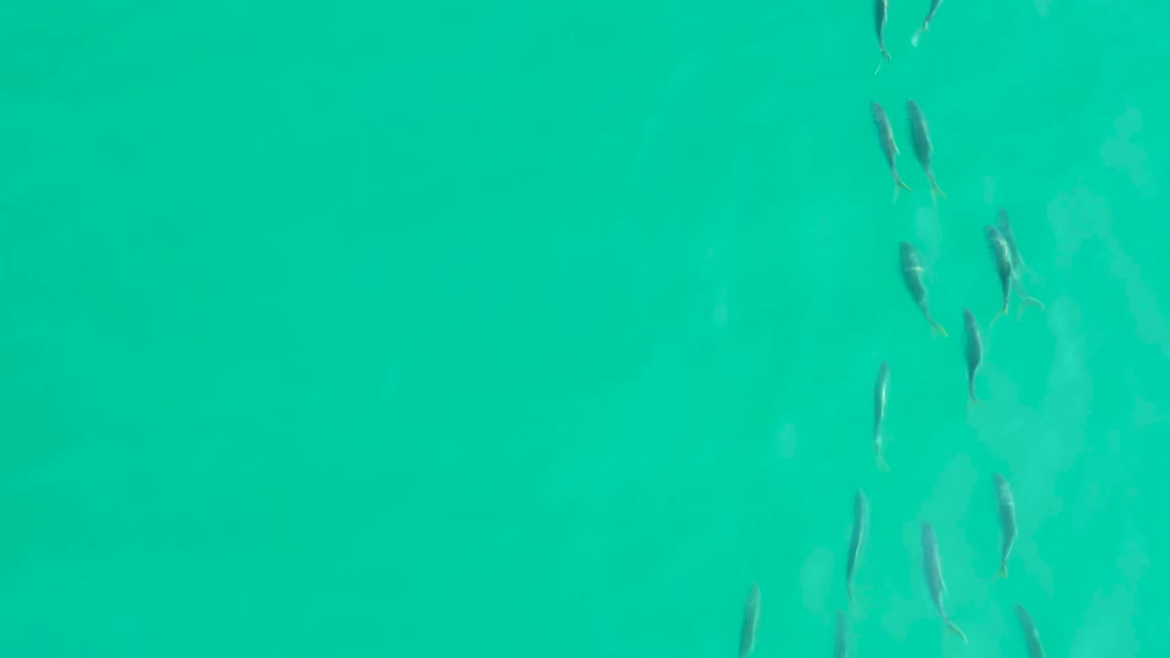 Small fish in turquoise water near the upper center of the frame.