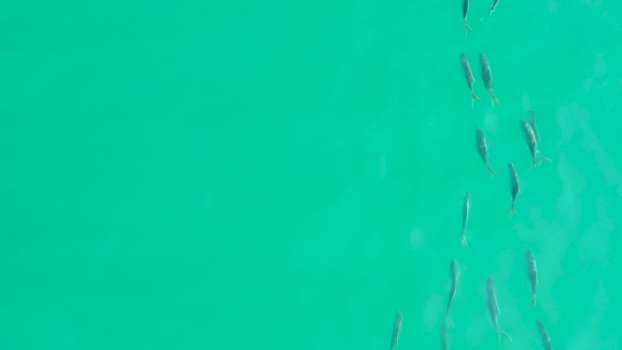 Several small fish are spaced loosely across bright teal water in Los Frailes, Baja California Sur, with open water filling the frame and no visible people.
