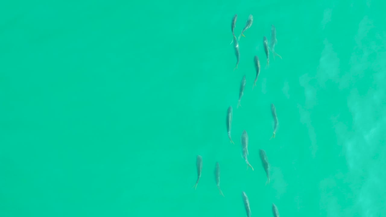A compact group of small fish sits near the upper right of the turquoise water frame in Los Frailes, Baja California Sur, with no shoreline or people visible.