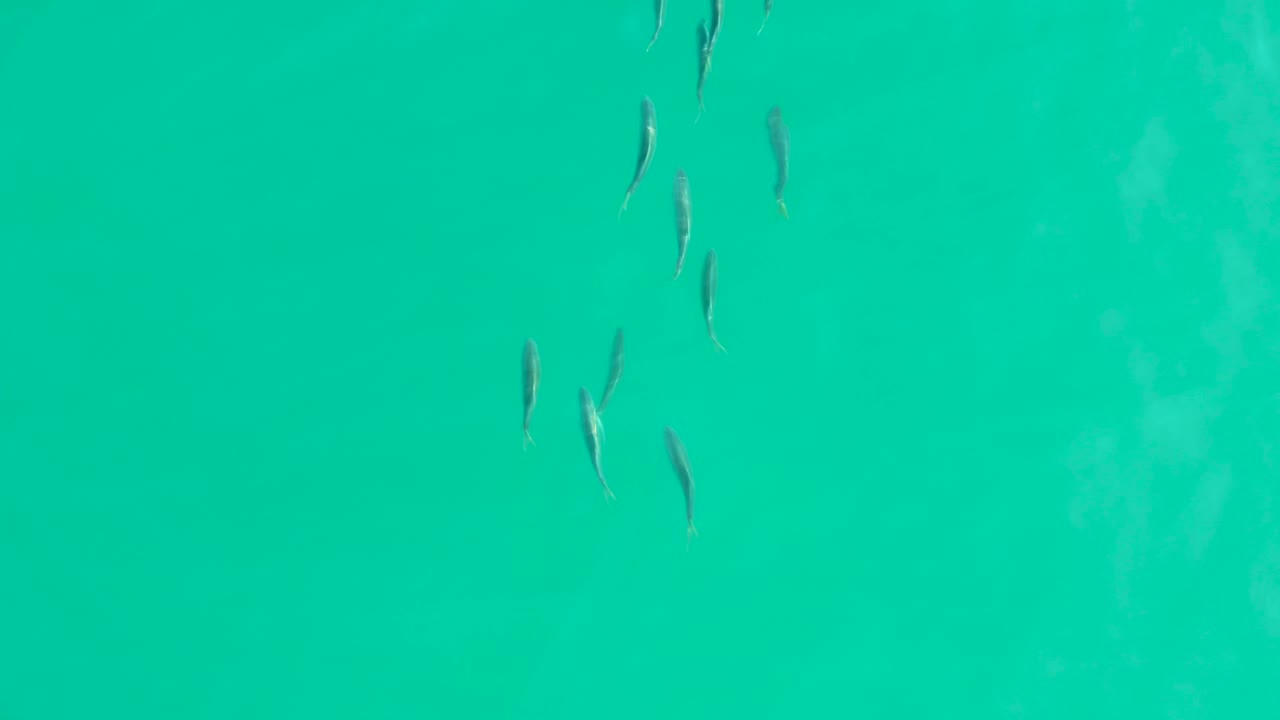 Scattered fish pass over clear teal water in Los Frailes, Baja California Sur, with faint pale streaks under the surface and no visible people or structures.