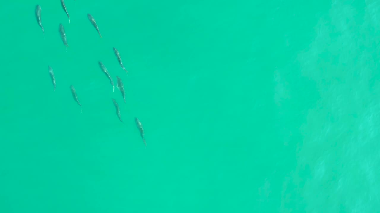 Small fish in clear turquoise water