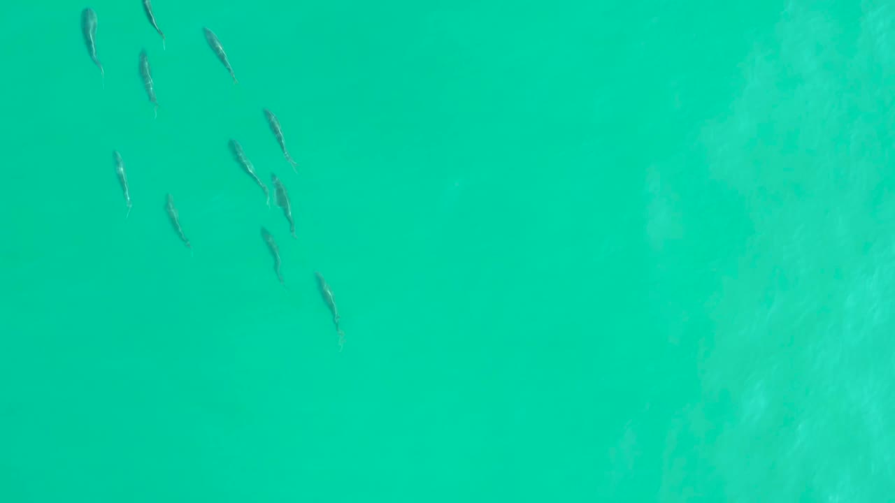 A loose cluster of small silvery fish sits near the upper center of clear blue-green water in Los Frailes, Los Cabos, with no visible people.
