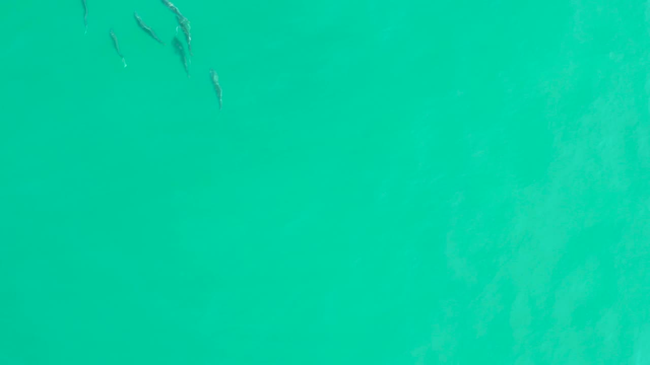 Several small fish appear near the top edge of bright turquoise water in Los Frailes, Los Cabos, while the rest of the frame stays open and empty of people.