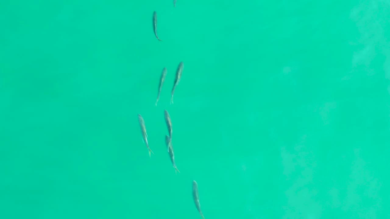 Small fish appear in loose clusters under clear turquoise water at Los Frailes, Baja California Sur, with no visible people.