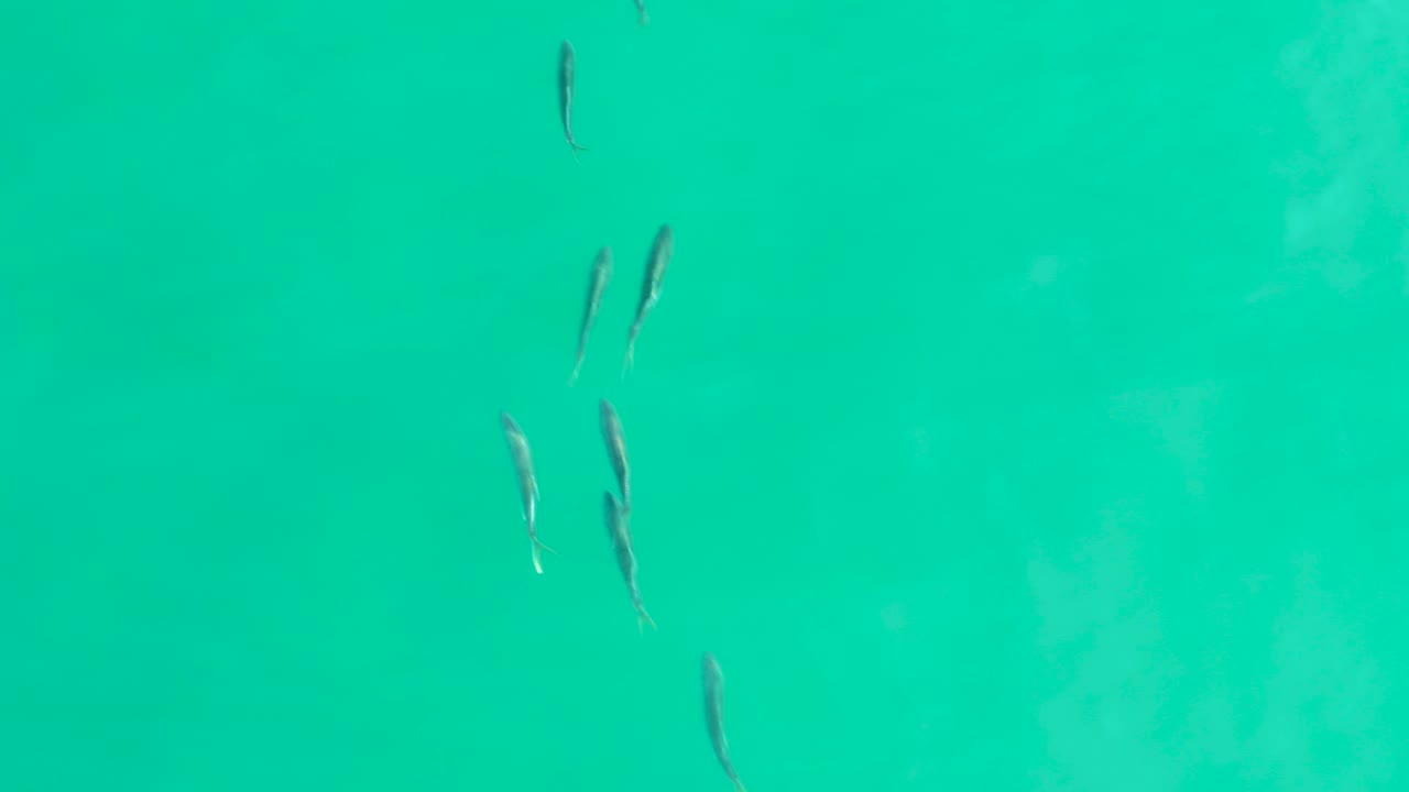 Loose group of fish over turquoise water