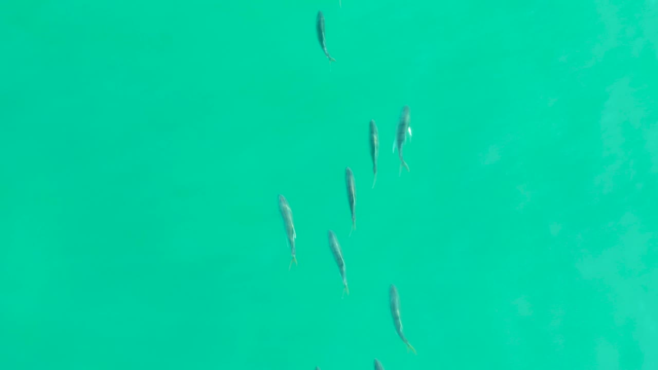Small fish spread through clear turquoise water at Los Frailes, Baja California Sur, with faint seabed variation visible below and no visible people.