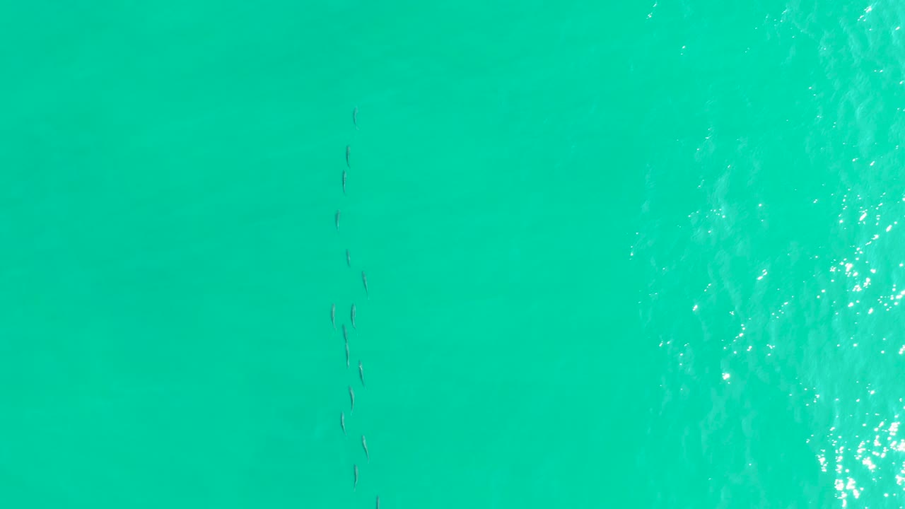 Small fish in turquoise water seen from above