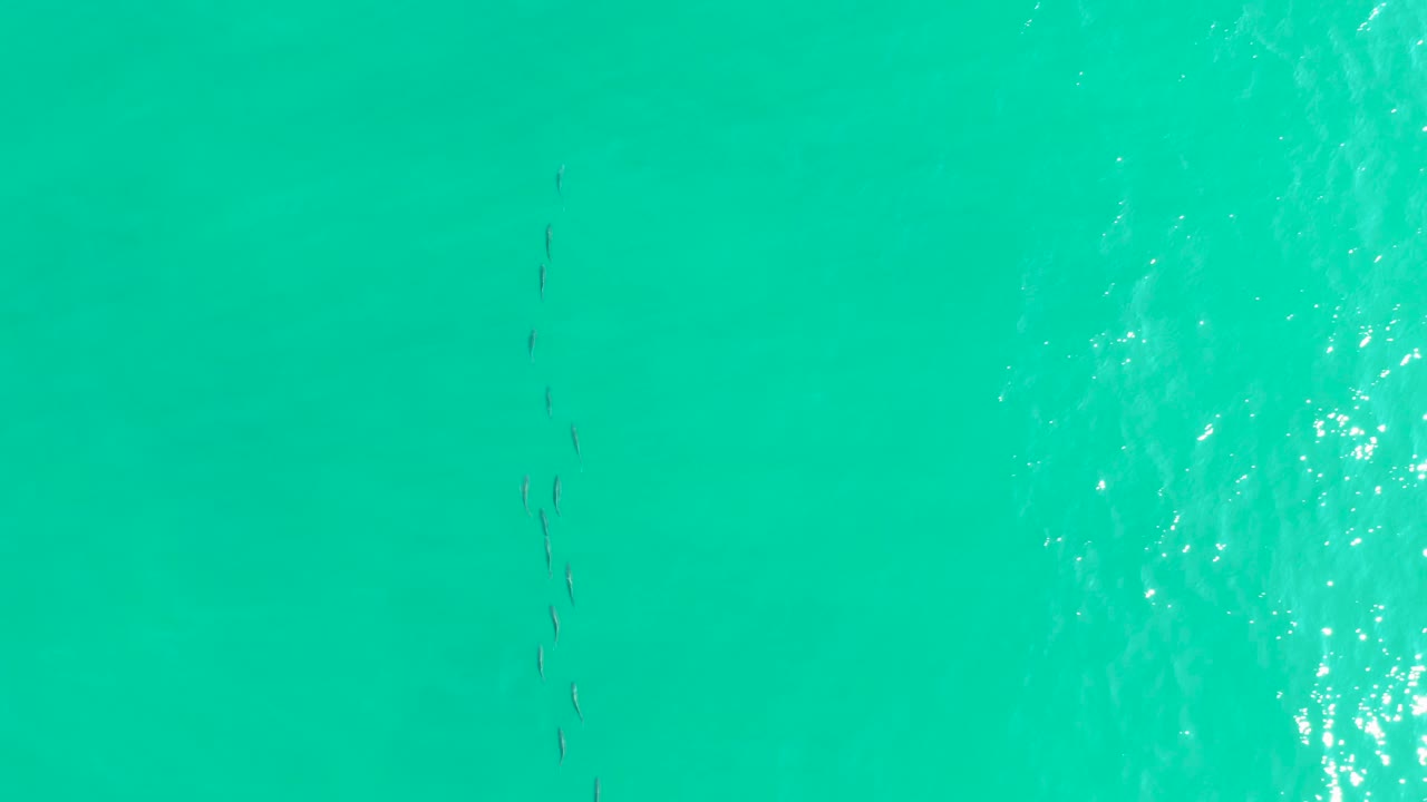 A loose vertical line of small fish sits left of center under clear turquoise water in Los Frailes, Baja California Sur, with no visible people.