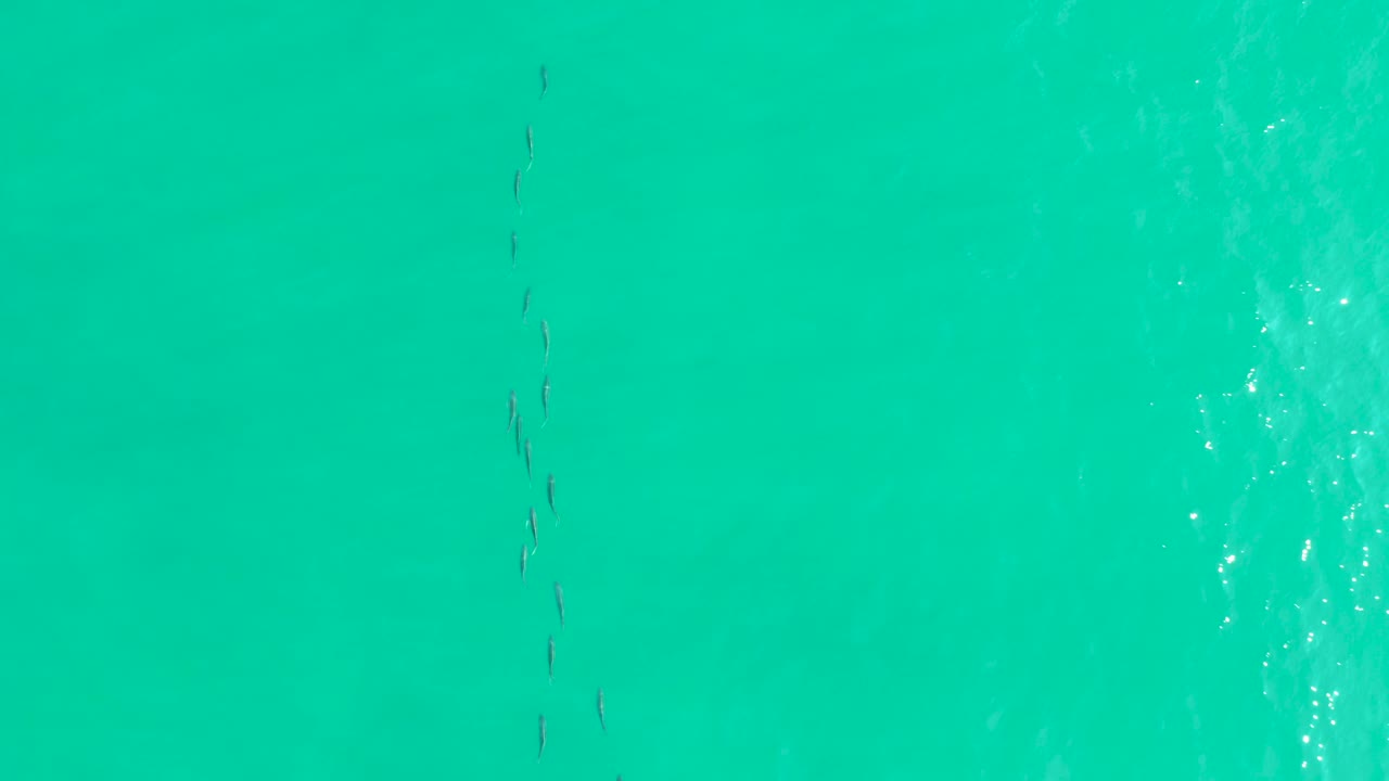 Small fish appear in a narrow group against open blue green water in Los Frailes, Baja California Sur, with brighter surface reflection nearby and no visible people.