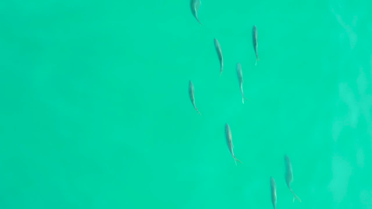 Small fish are spaced across clear turquoise water in Los Frailes, Baja California Sur, with soft surface haze and no visible people.