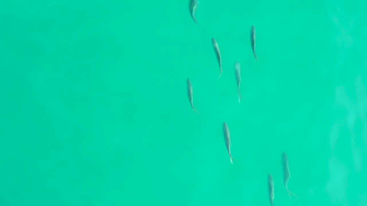 A loose school of small fish sits under clear turquoise water in Los Frailes, with the group slightly shifted from the opening frame and no visible people.