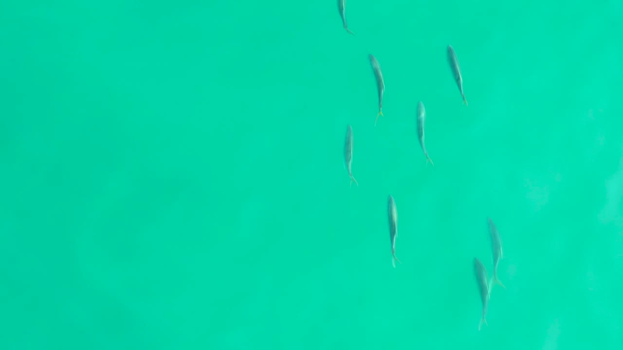 Several small fish appear in scattered clusters beneath green-blue clear water in Los Frailes, Baja California Sur, with no shoreline or people visible.