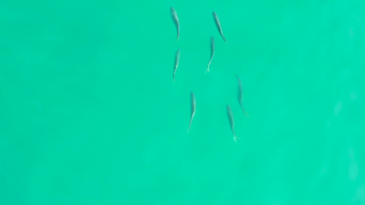 Small fish spread across turquoise ocean water