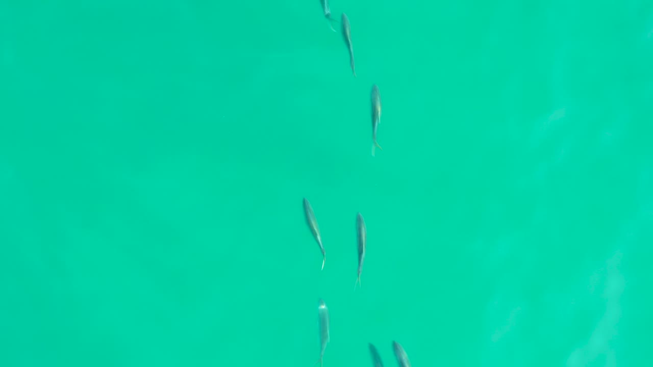 Small silver fish are scattered through clear turquoise water in Los Frailes, Baja California Sur, with faint pale patches below and no visible people.