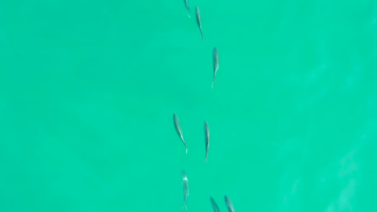 Several small fish appear in loose vertical groupings against bright turquoise water in Los Frailes, Baja California Sur, with no visible people.