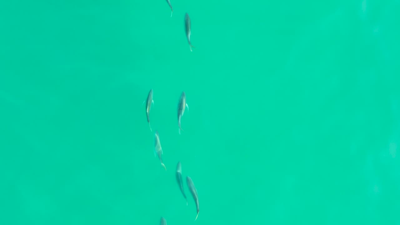 Small fish are spread across a clear green-blue water surface in Los Frailes, Baja California Sur, including a pair near the lower edge and no visible people.