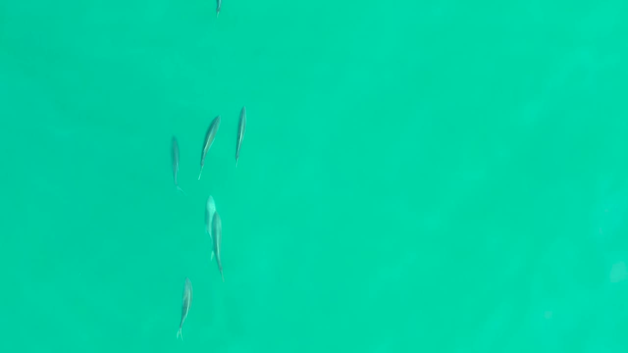 Fish cluster near the left side of turquoise water