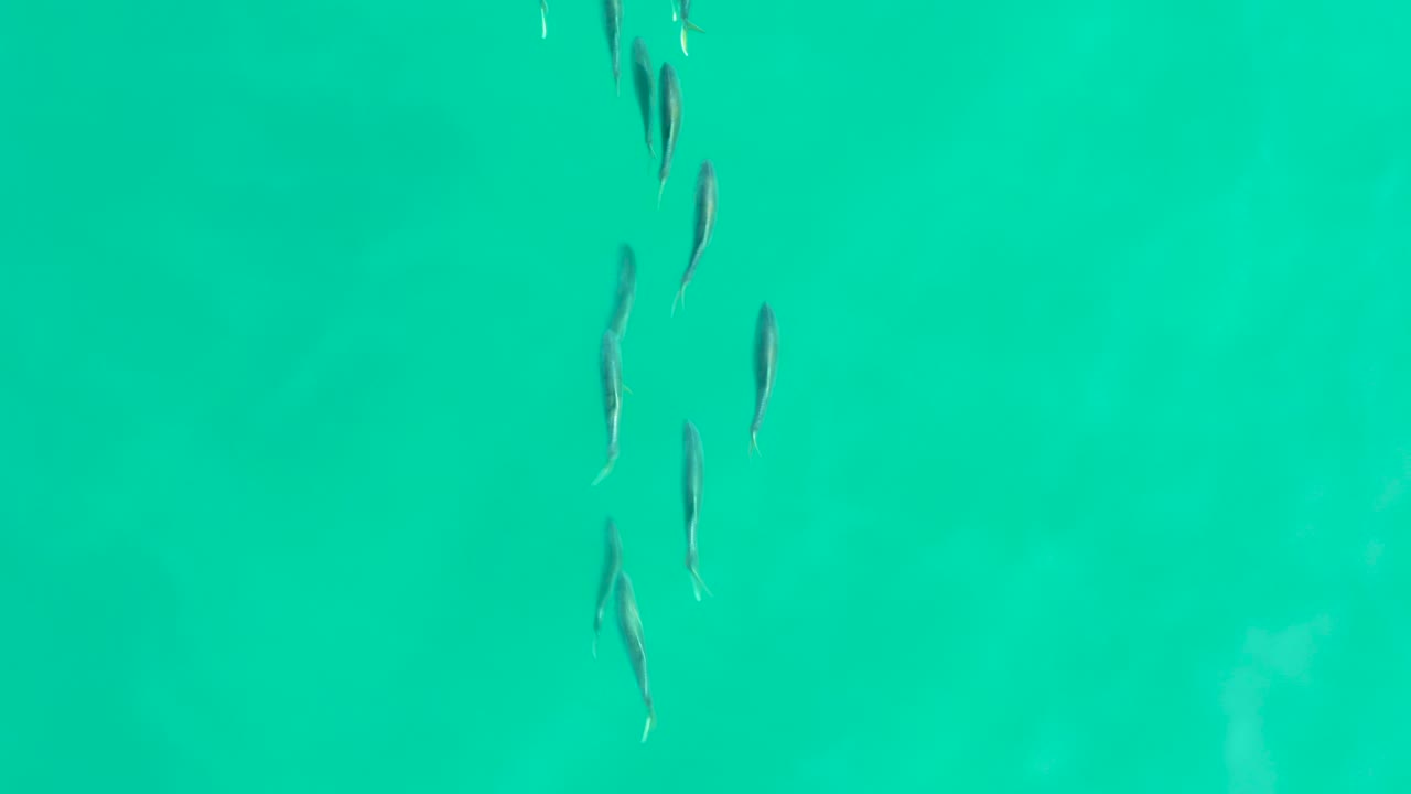 Small slender fish drift through bright turquoise water in Los Frailes, Baja California Sur, with no visible people in the frame.