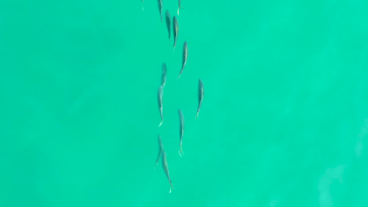 A loose cluster of small fish appears near the upper and left portions of the turquoise water, with no visible people in the frame.