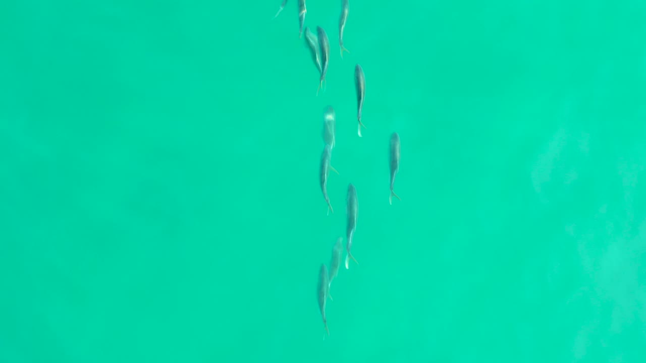 Several small fish are spaced vertically through clear turquoise water in Los Frailes, with faint suspended haze and no visible people.