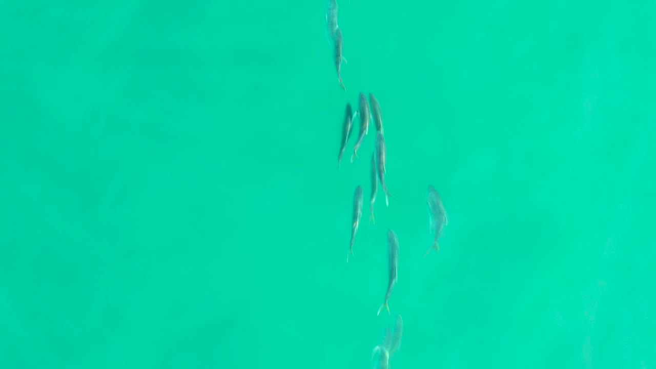 Scattered fish in open teal water