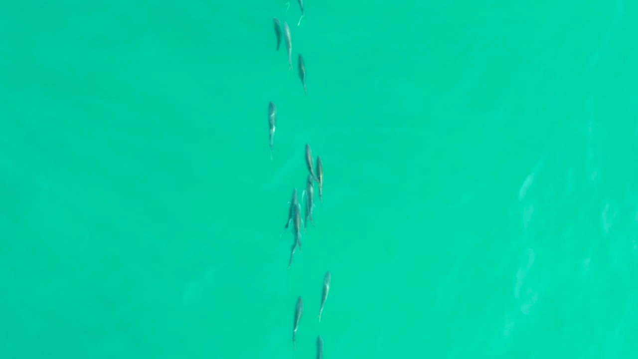 Small fish in clear turquoise water.