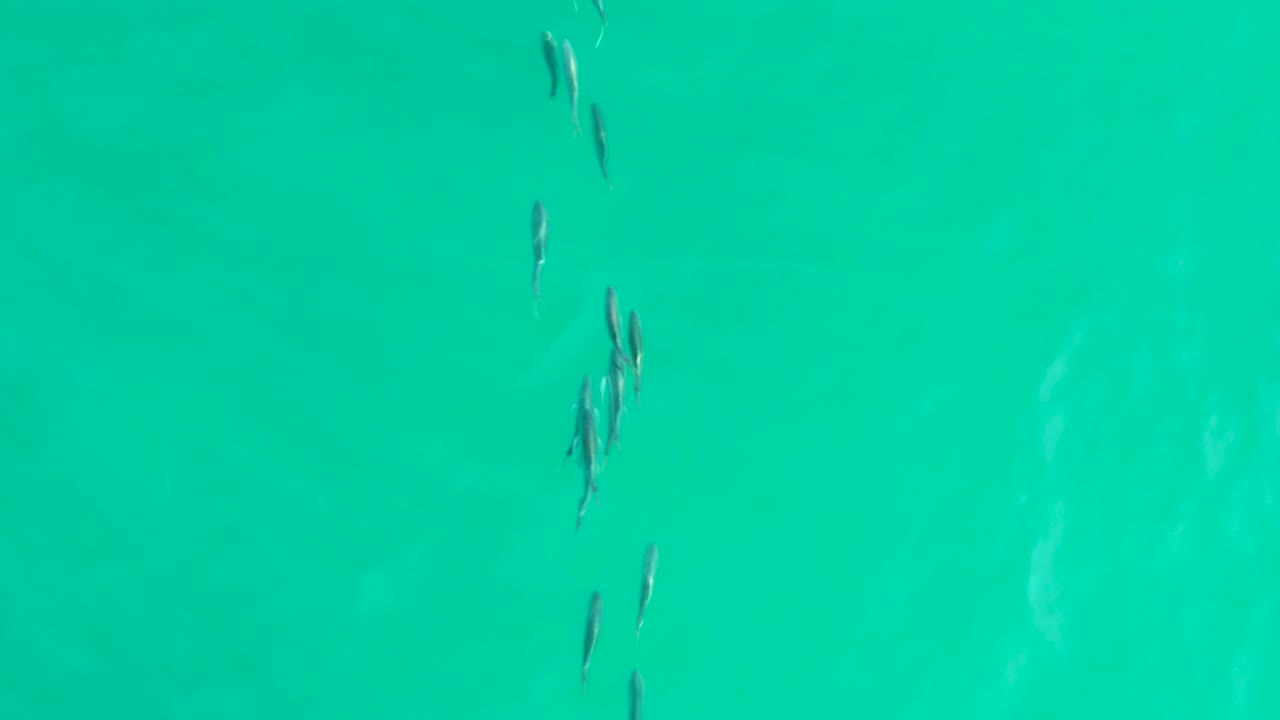 Loose clusters of fish sit higher and lower in the frame over clear blue-green water at Los Frailes, with no visible people or man-made objects.