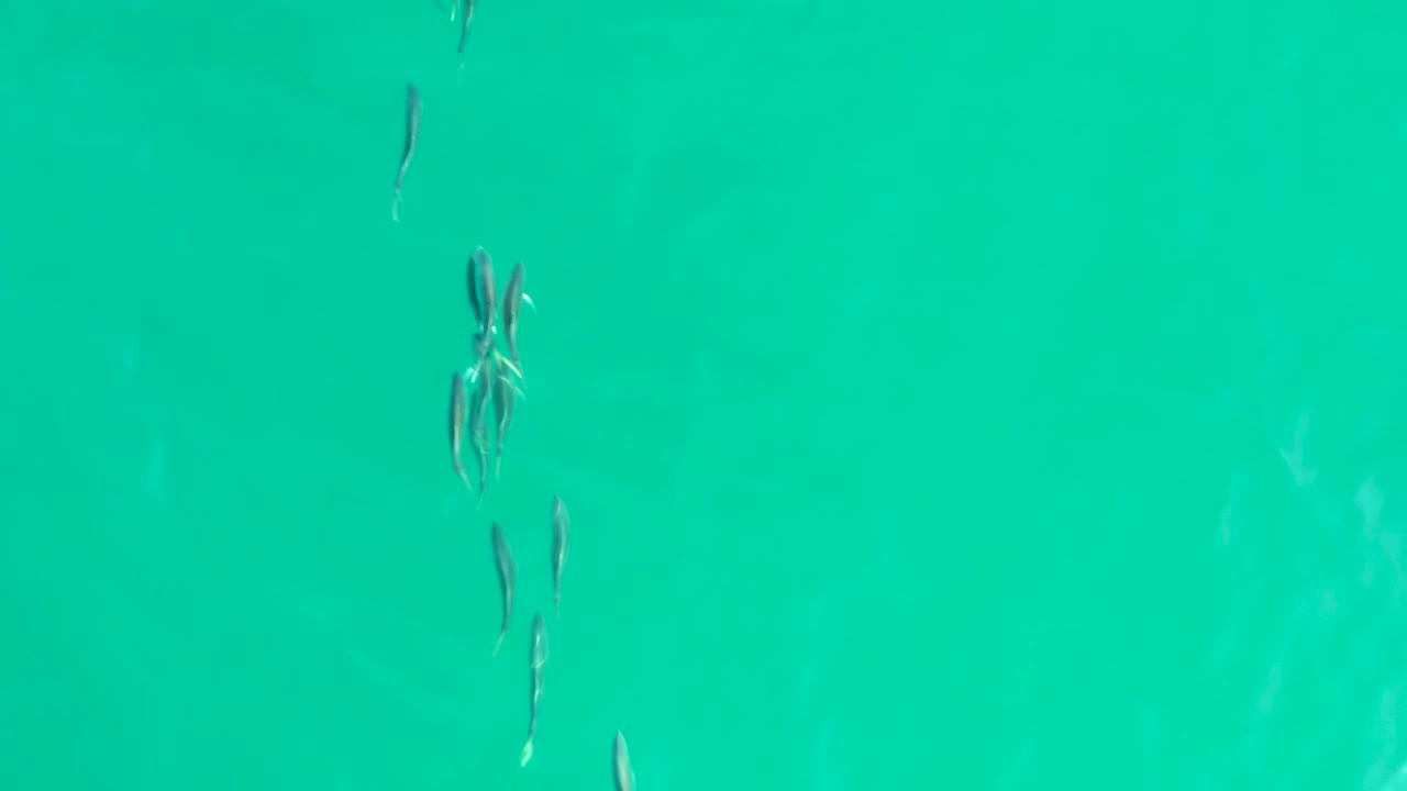 A denser group of fish appears near the center of the turquoise water at Los Frailes, Baja California Sur, with faint pale shapes below the surface and no visible people.