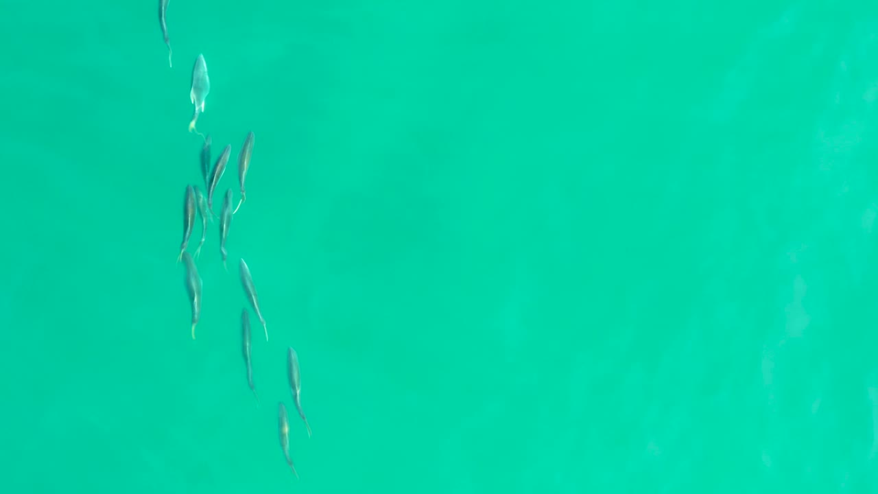 Several small fish are spread from the upper frame into the lower left over clear turquoise water at Los Frailes, with no boats, shoreline, or visible people.