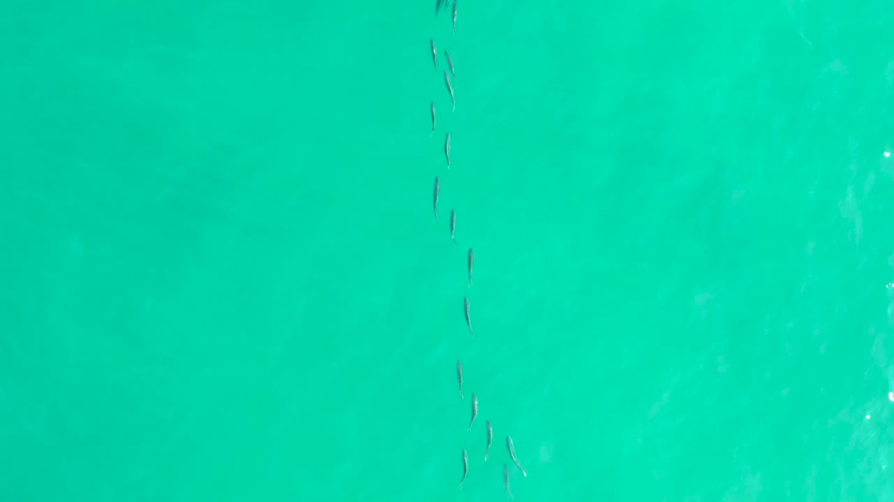 Small fish school in clear turquoise water
