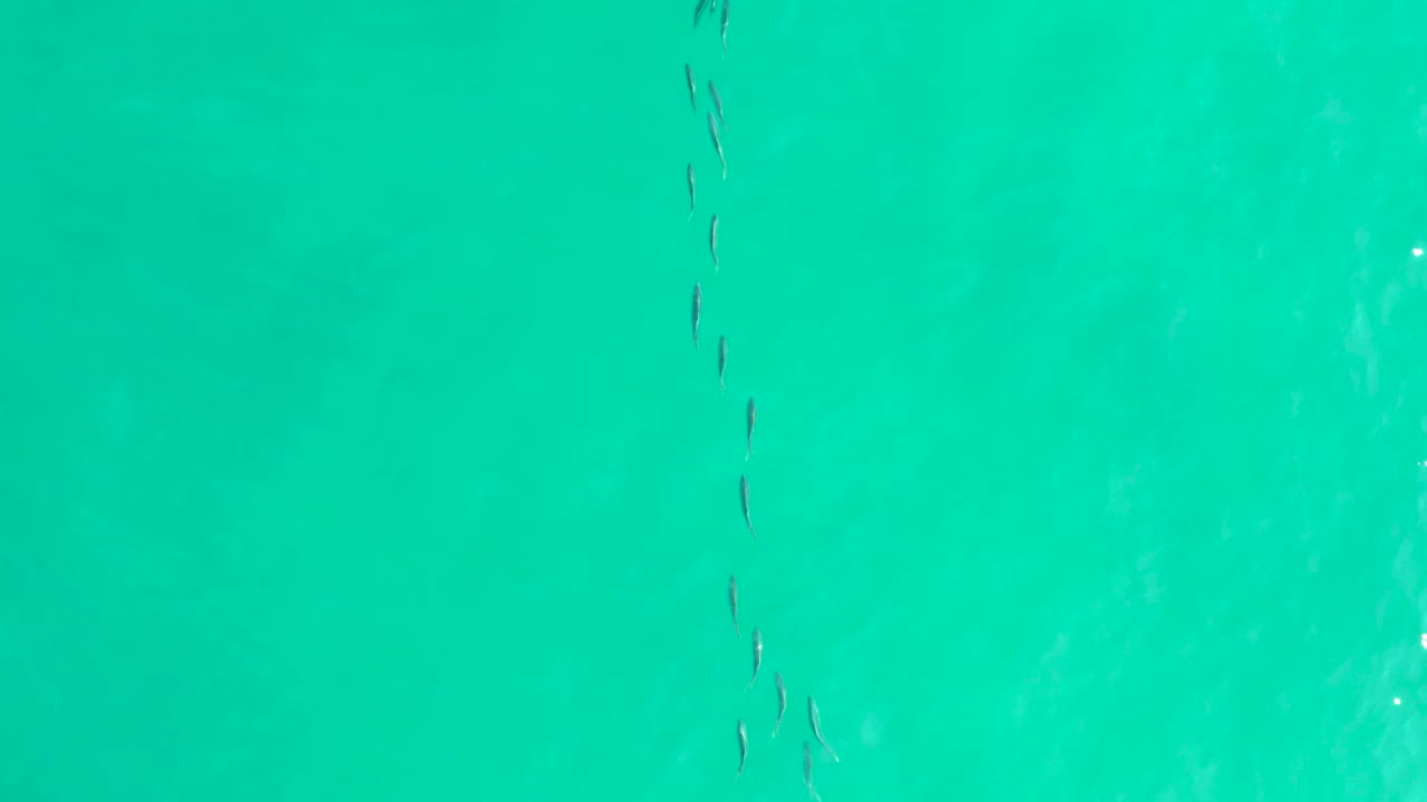 Small dark fish shapes are spaced loosely through transparent turquoise ocean water in Los Frailes, Baja California Sur, with no visible people.