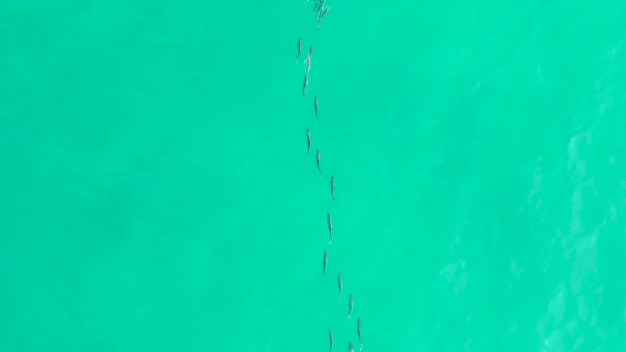 A loose school of fish appears near the center of a teal turquoise water surface at Los Frailes, Baja California Sur, with no visible people.