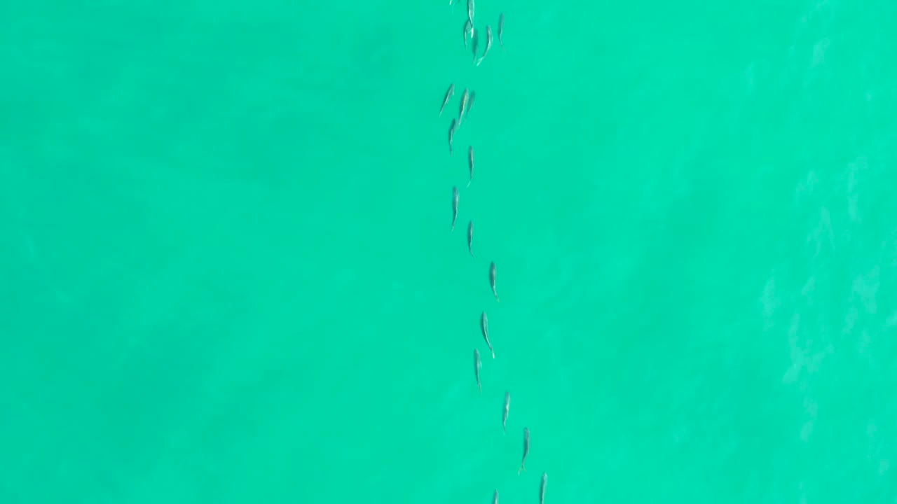 Thin dark fish silhouettes pass through bright turquoise water in Los Frailes, Baja California Sur, with faint ripples and no visible people.