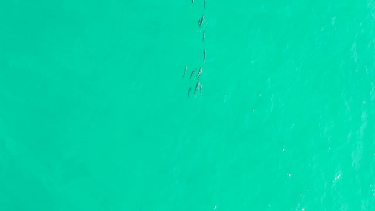 Clear turquoise water fills the frame as the fish school shifts slightly downward with faint ripples and no visible people.