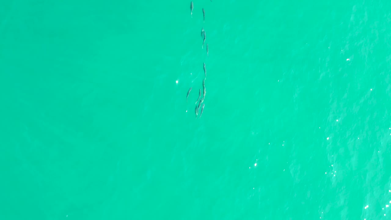 A loose group of dark fish appears near the upper left area of the blue-green ocean surface at Los Frailes, with no shoreline or people visible.