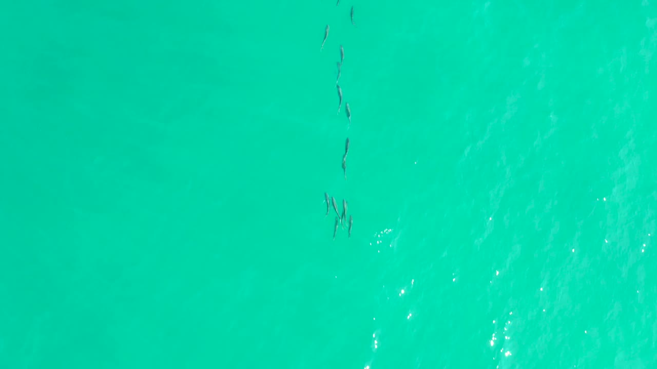 Dark fish marks in turquoise ocean surface