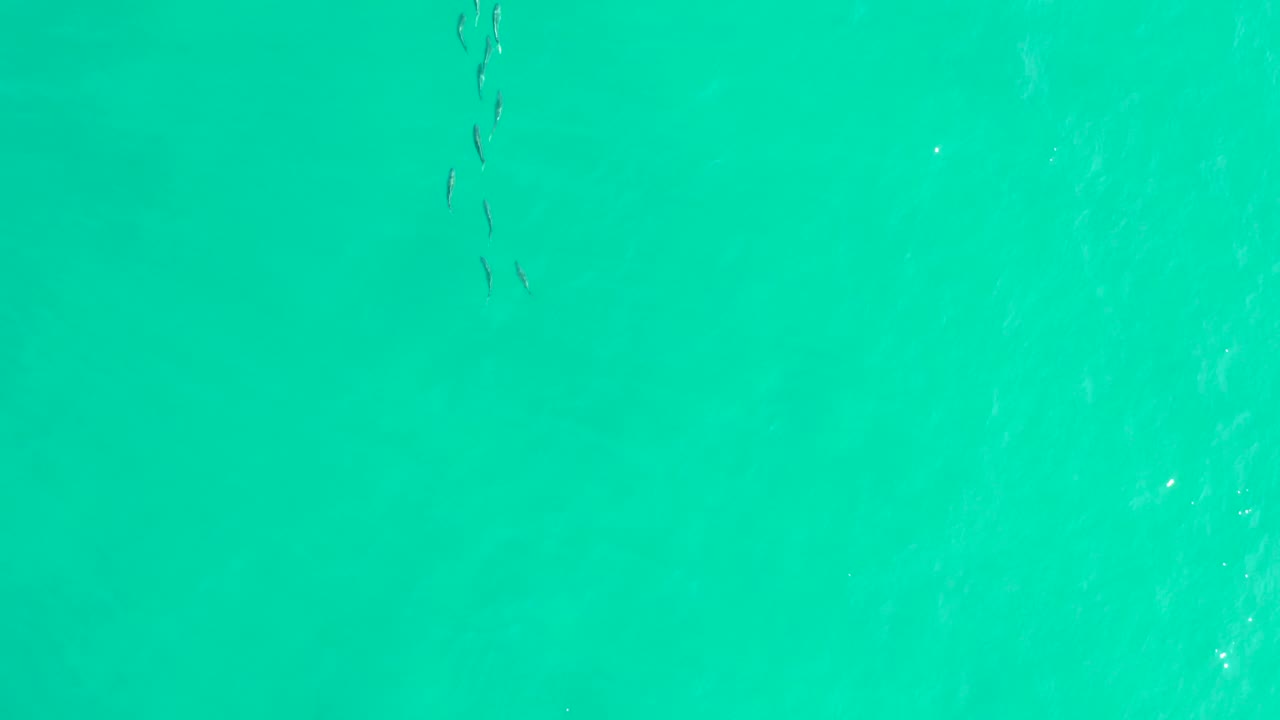 Dark fish moving through clear blue-green water