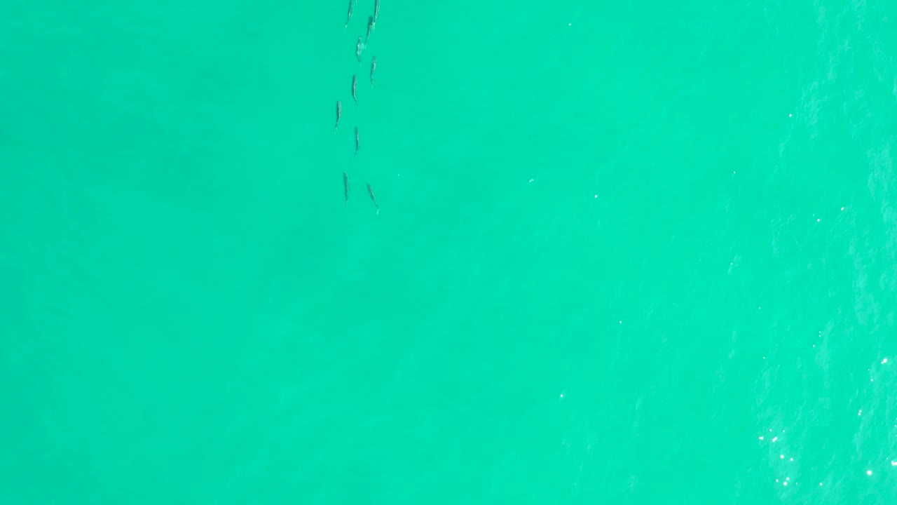 The fish sit near the top of an open turquoise water frame in Los Frailes, Baja California Sur, with pale reflected streaks below them and no visible people.