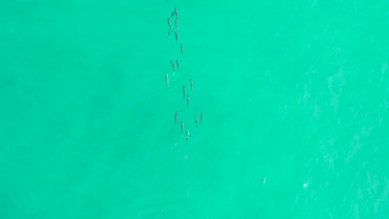 A loose vertical line of seabirds crosses blue-green ocean water in Los Frailes, Baja California Sur, with faint ripples below and no visible people.